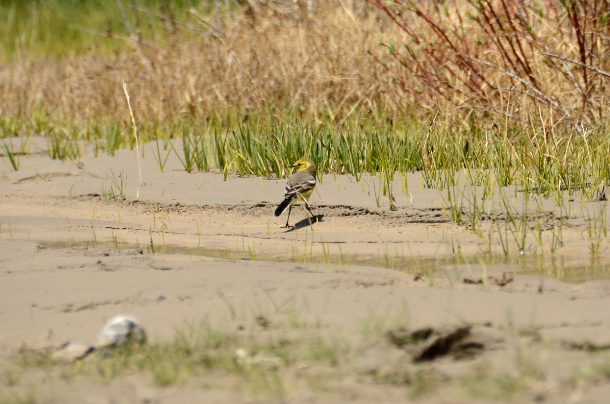 17 Small Yellow Bird At Kulquin Bulak Camp In Shaksgam Valley On Trek To Gasherbrum North Base Camp In China